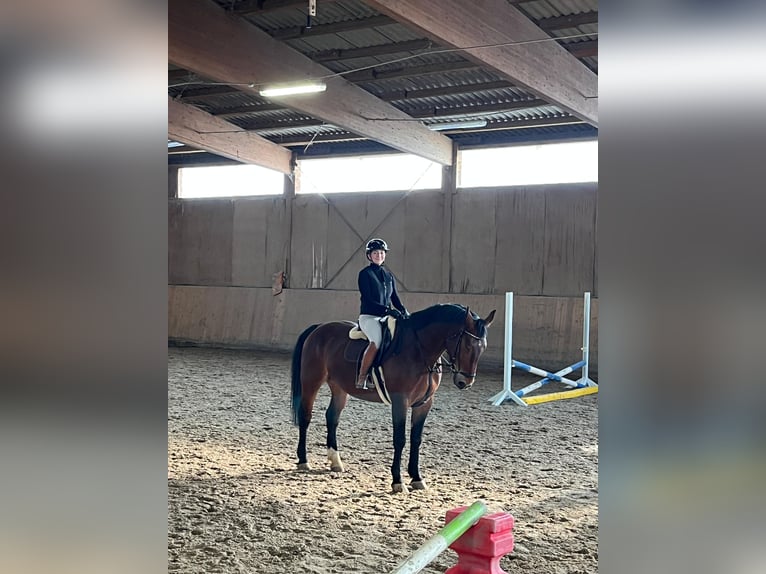 Schweres Warmblut Wallach 9 Jahre 165 cm Brauner in Radeberg