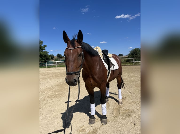 Schweres Warmblut Wallach 9 Jahre 165 cm Brauner in Radeberg