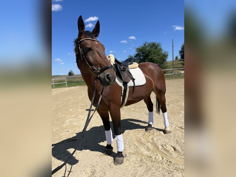 Schweres Warmblut Wallach 9 Jahre 165 cm Brauner in Radeberg