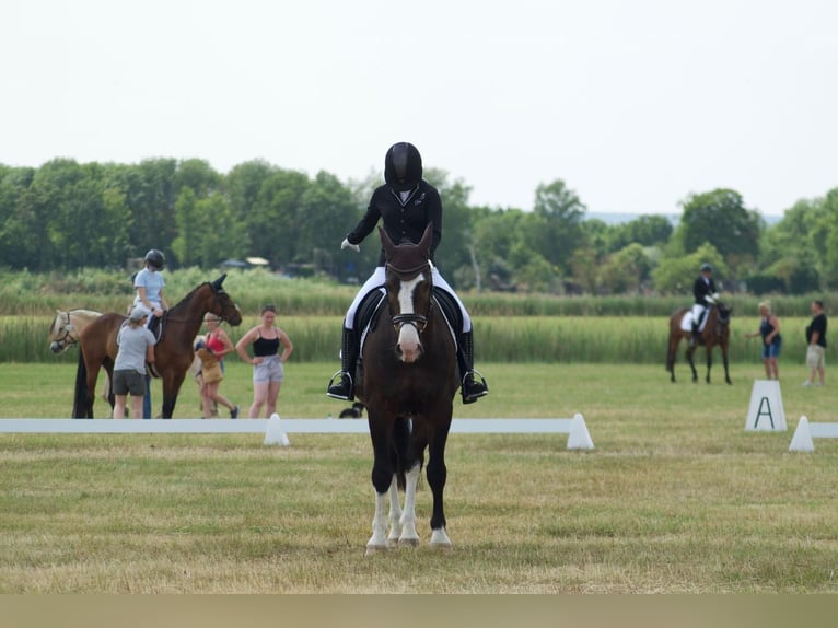 Schweres Warmblut Wallach 9 Jahre 165 cm Dunkelbrauner in An der Schmücke
