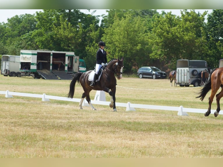 Schweres Warmblut Wallach 9 Jahre 165 cm Dunkelbrauner in An der Schmücke