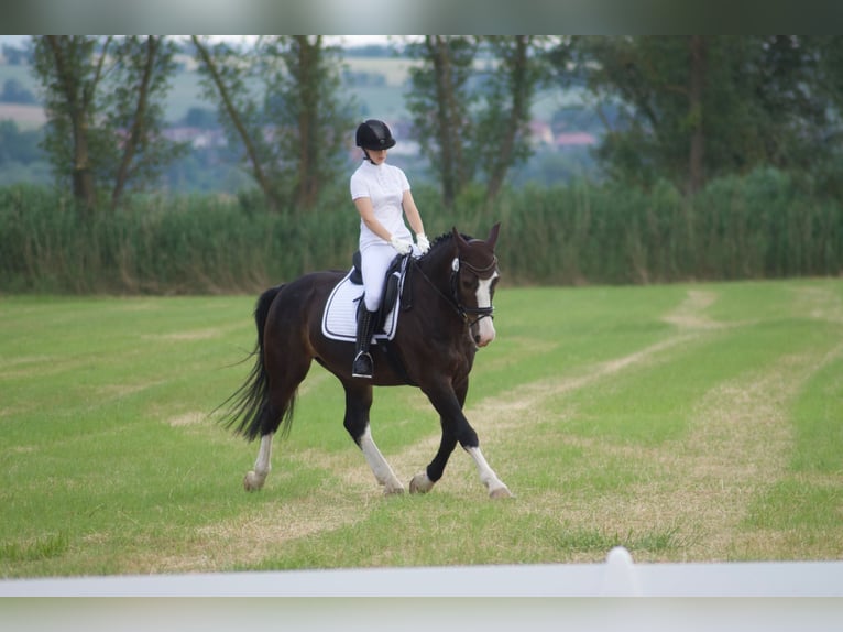 Schweres Warmblut Wallach 9 Jahre 165 cm Dunkelbrauner in An der Schmücke