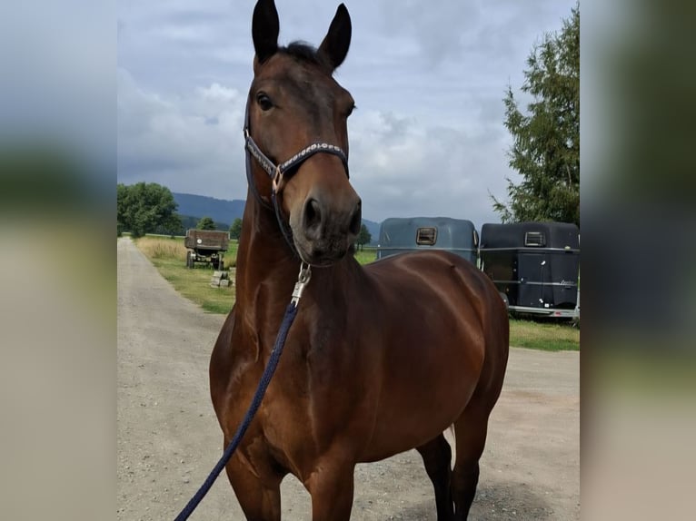 Schweres Warmblut Wallach 9 Jahre 165 cm Dunkelbrauner in Springe
