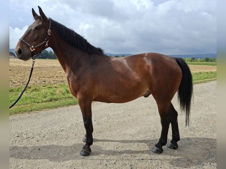 Schweres Warmblut Wallach 9 Jahre 165 cm Dunkelbrauner in Springe