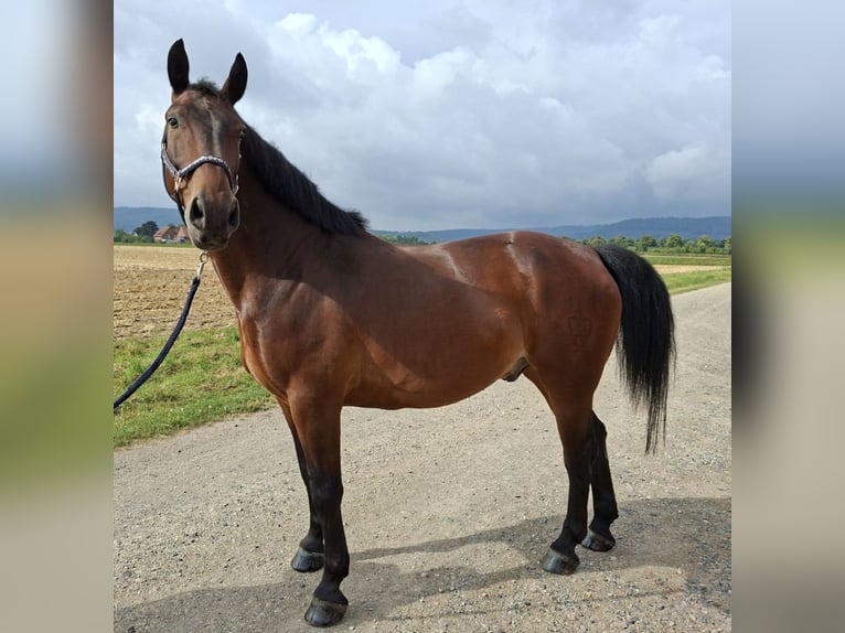 Schweres Warmblut Wallach 9 Jahre 165 cm Dunkelbrauner in Springe