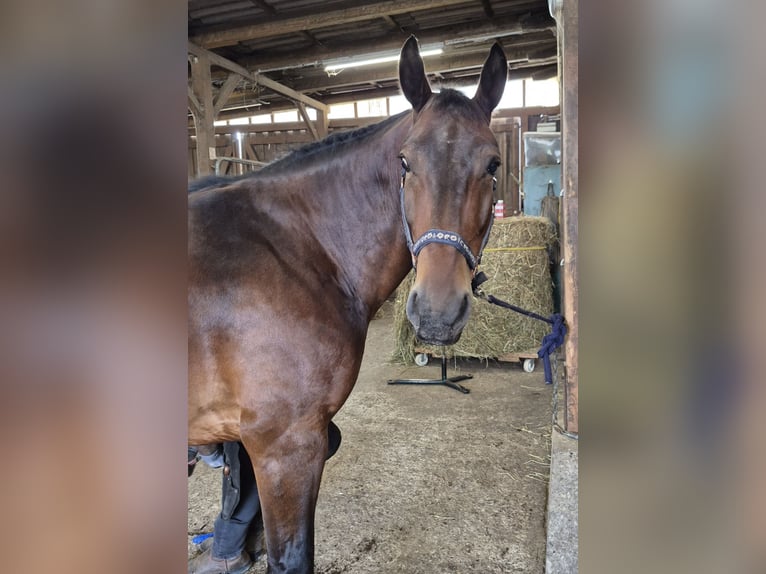 Schweres Warmblut Wallach 9 Jahre 165 cm Dunkelbrauner in Springe