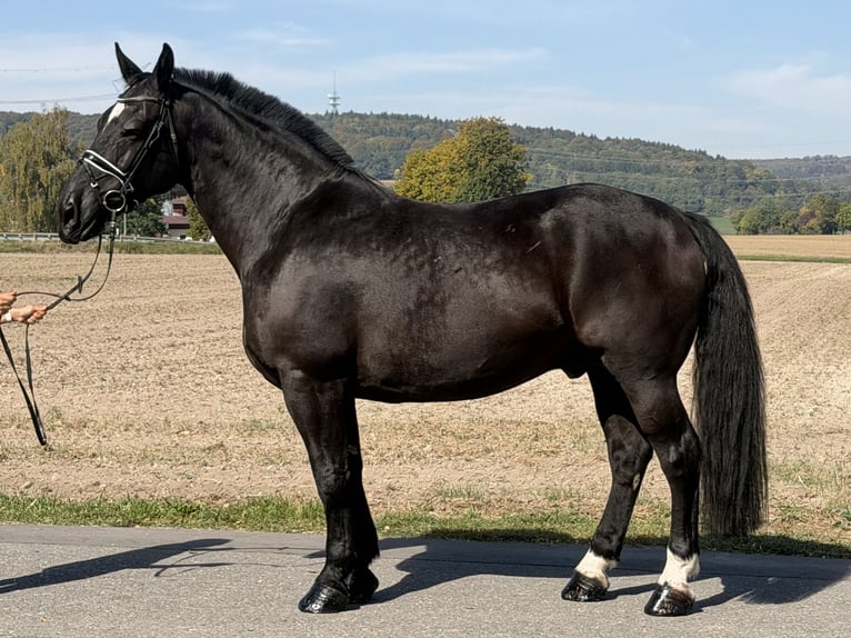 Schweres Warmblut Wallach 9 Jahre 170 cm Rappe in Riedlingen