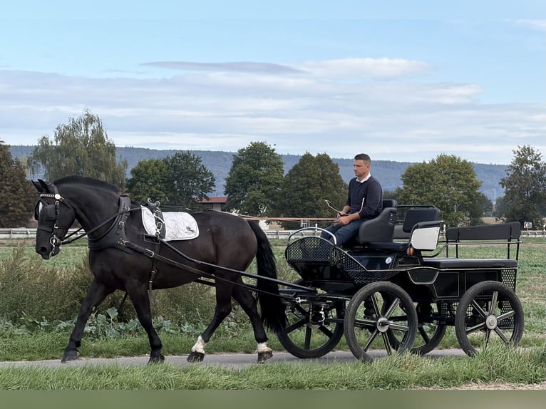 Schweres Warmblut Wallach 9 Jahre 170 cm Rappe in Riedlingen