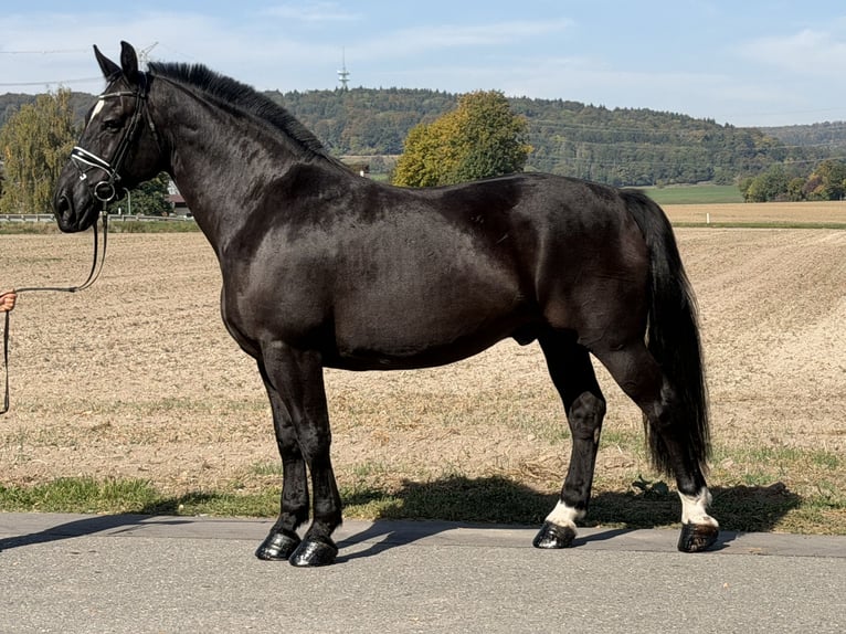 Schweres Warmblut Wallach 9 Jahre 170 cm Rappe in Riedlingen