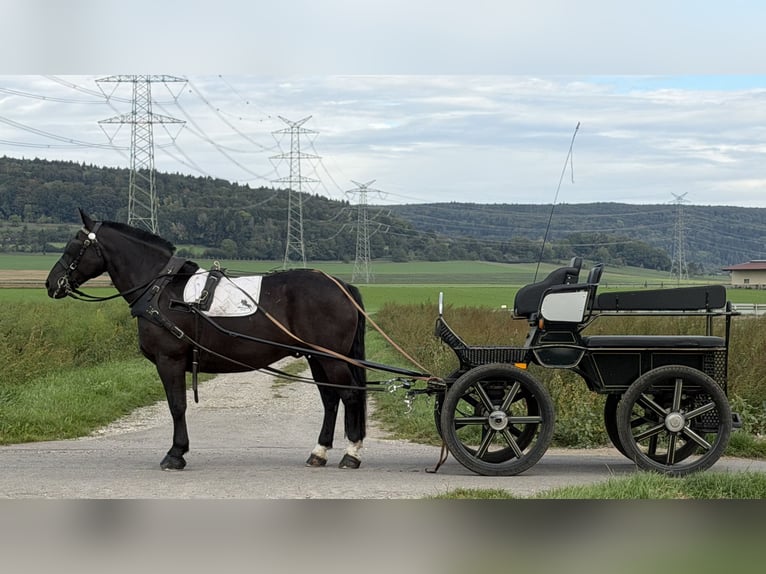 Schweres Warmblut Wallach 9 Jahre 170 cm Rappe in Riedlingen