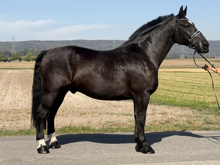 Schweres Warmblut Wallach 9 Jahre 170 cm Rappe in Riedlingen