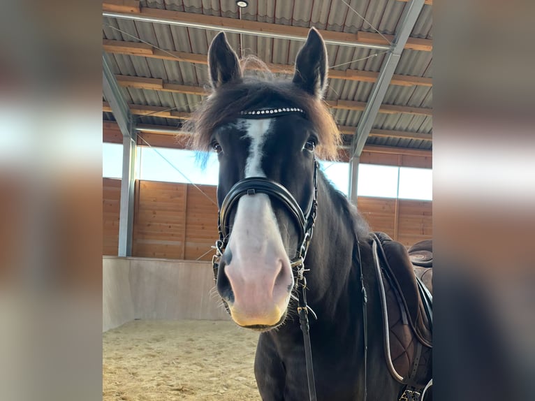 Schweres Warmblut Wallach 9 Jahre 171 cm Schwarzbrauner in Burgebrach