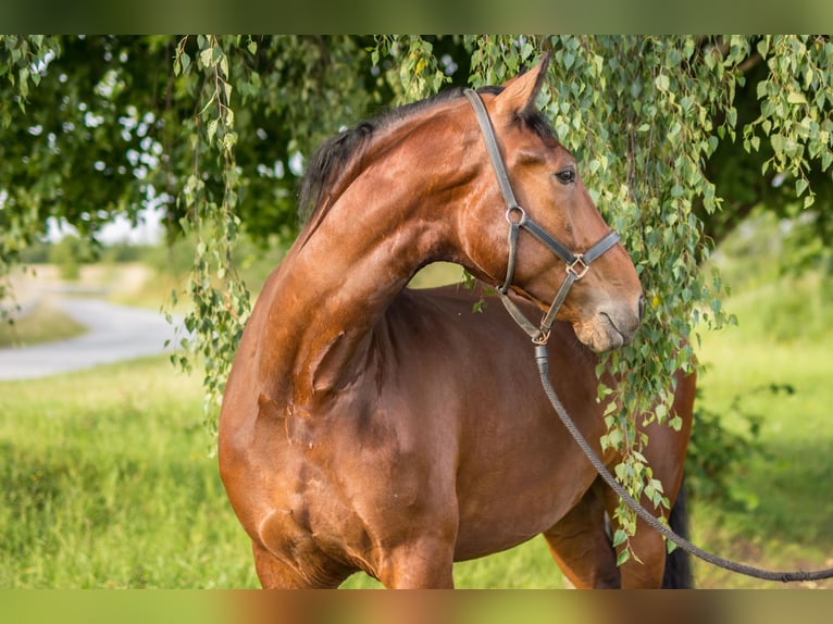 Schweres Warmblut Wallach 9 Jahre 174 cm Brauner in Hessisch Lichtenau
