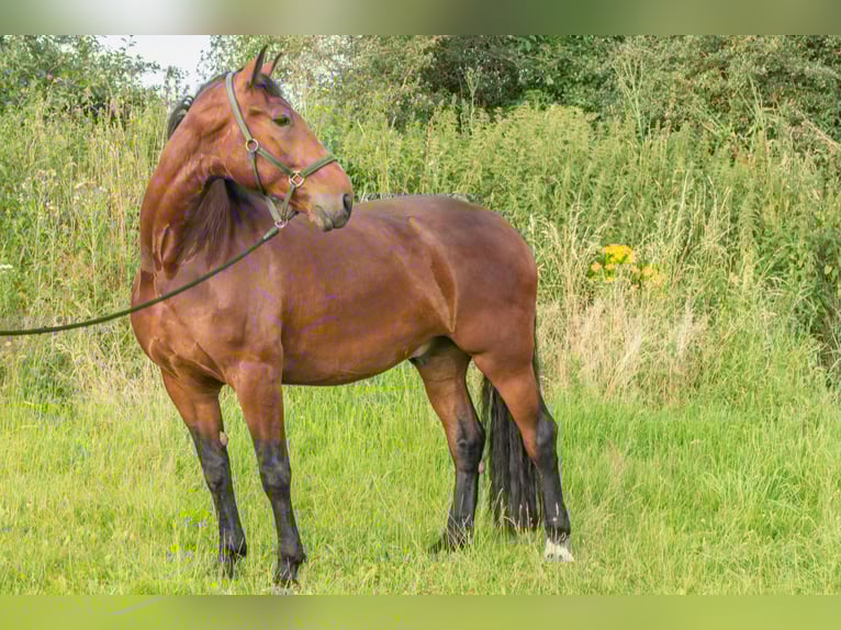 Schweres Warmblut Wallach 9 Jahre 174 cm Brauner in Hessisch Lichtenau