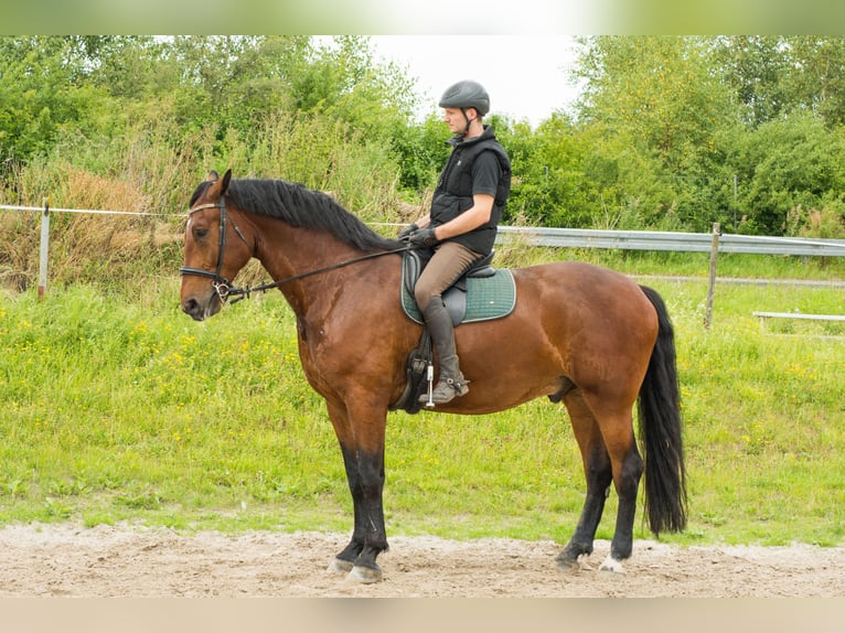 Schweres Warmblut Wallach 9 Jahre 174 cm Brauner in Hessisch Lichtenau