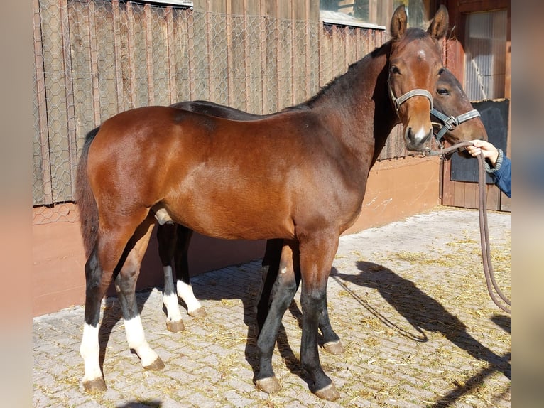 Schweres Warmblut Wallach Fohlen (03/2025) Brauner in Lo&#xDF;burg