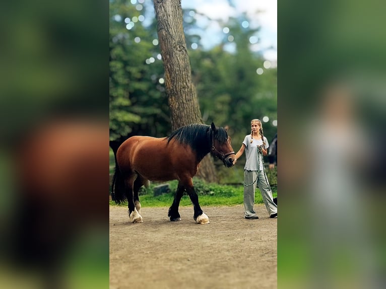Schwestern (15&13) suchen einen vierhufigen Freund
