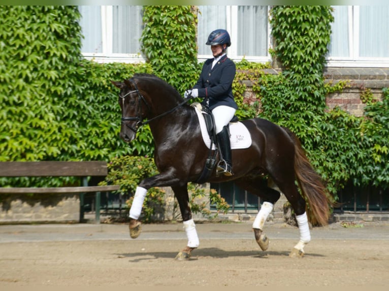 SELECTRIC Westfaal Hengst in Warendorf