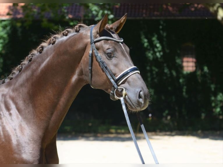SELECTRIC Westphalian Stallion in Warendorf