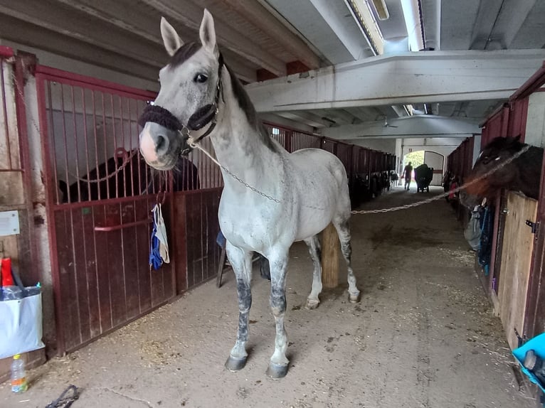 Sella Italiano Caballo castrado 10 años 175 cm Tordo in casaletto ceredano