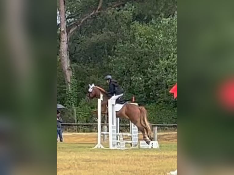 Sella Italiano Mestizo Caballo castrado 11 años 147 cm Alazán in MONTEMURLO