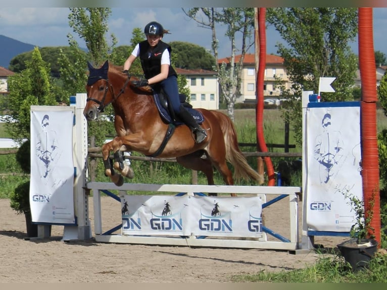 Sella Italiano Mestizo Caballo castrado 11 años 147 cm Alazán in MONTEMURLO