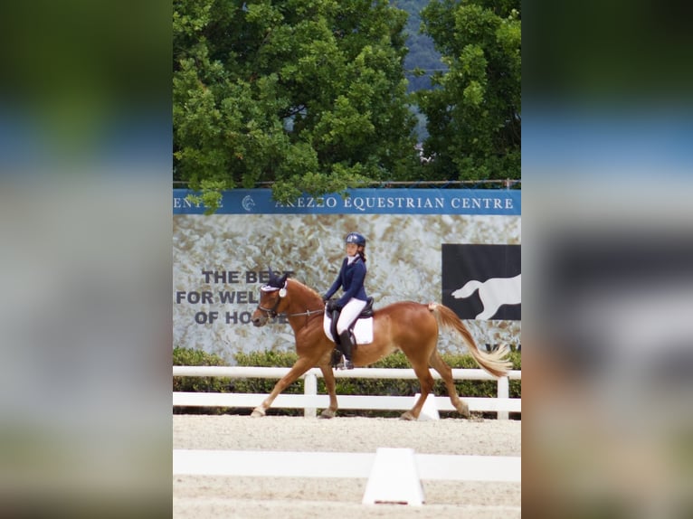 Sella Italiano Mestizo Caballo castrado 11 años 147 cm Alazán in MONTEMURLO