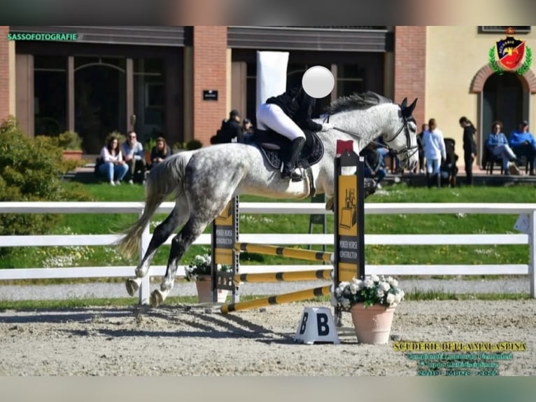 Sella Italiano Caballo castrado 11 años 178 cm Tordo in Calò