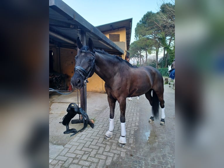 Sella Italiano Caballo castrado 12 años 164 cm Castaño oscuro in Rapallo
