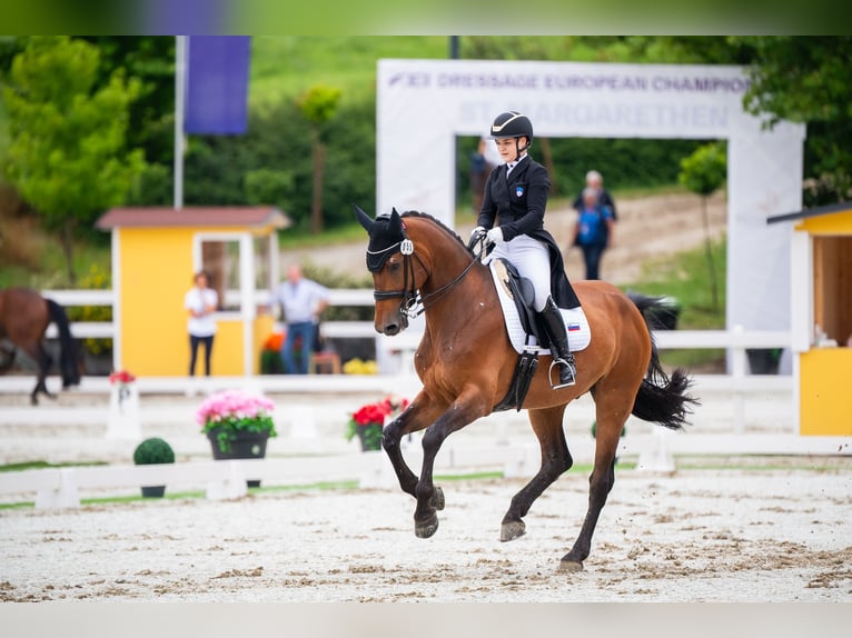 Sella Italiano Caballo castrado 16 años 175 cm Castaño in Domžale