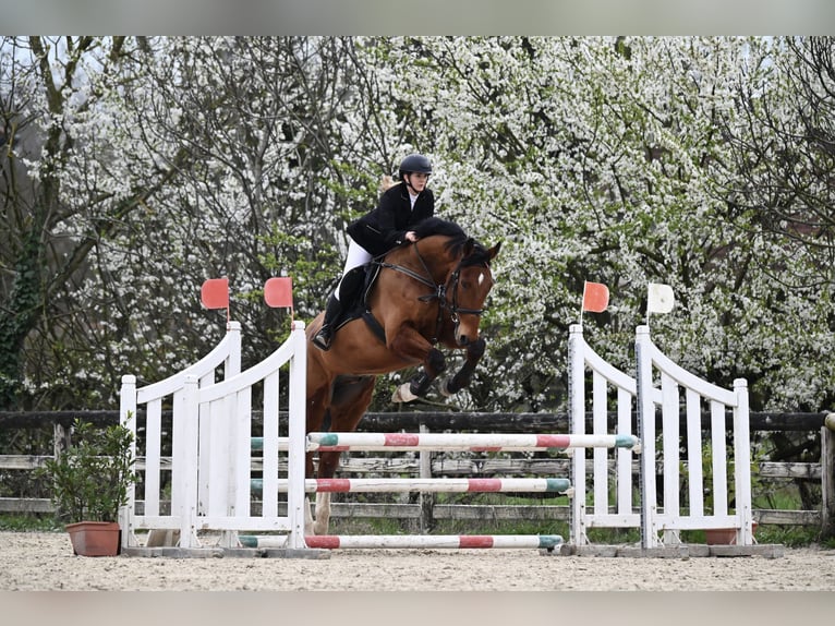 Sella Italiano Caballo castrado 16 años 175 cm Castaño in Trieste