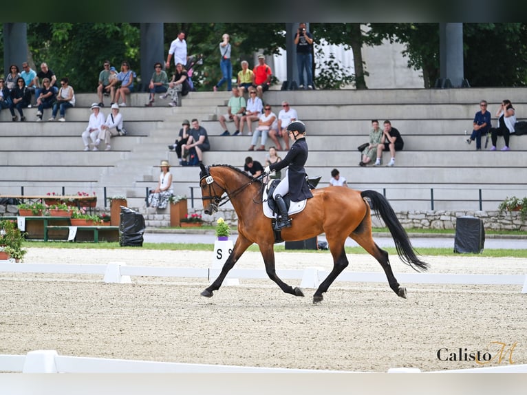 Sella Italiano Caballo castrado 17 años 175 cm Castaño in Domžale