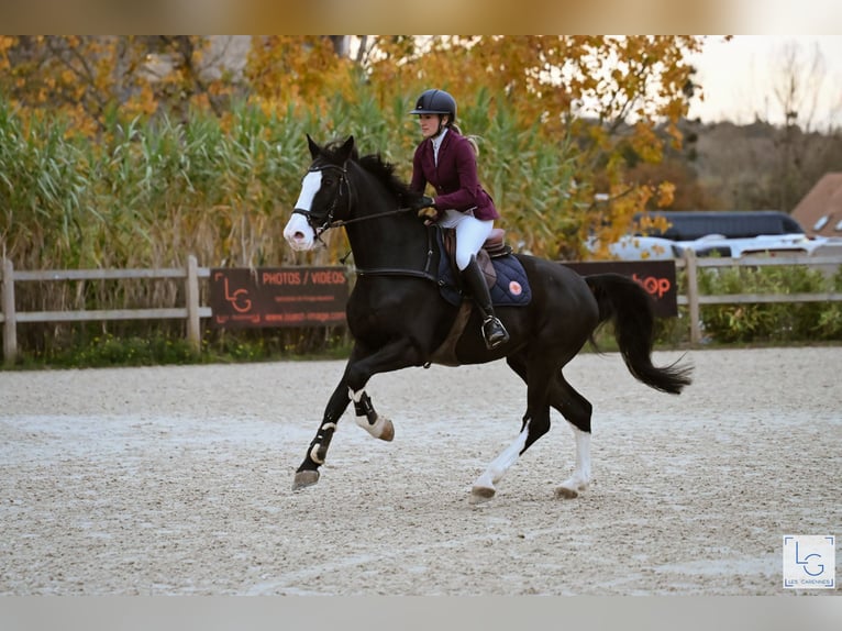 Sella Italiano Caballo castrado 19 años 180 cm Negro in Tours