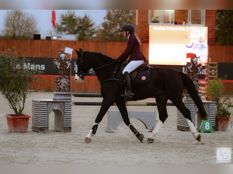 Sella Italiano Caballo castrado 19 años 180 cm Negro in Tours