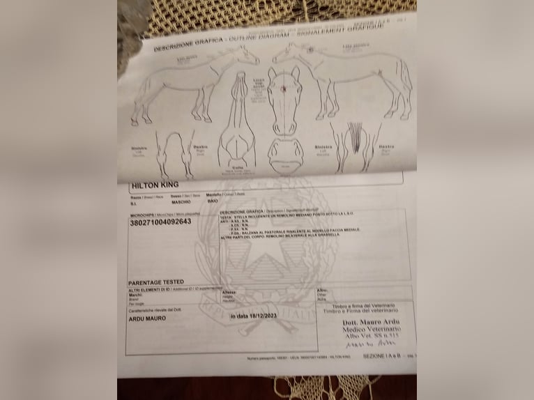 Sella Italiano Caballo castrado 2 años 169 cm Castaño oscuro in Tempio Pausania