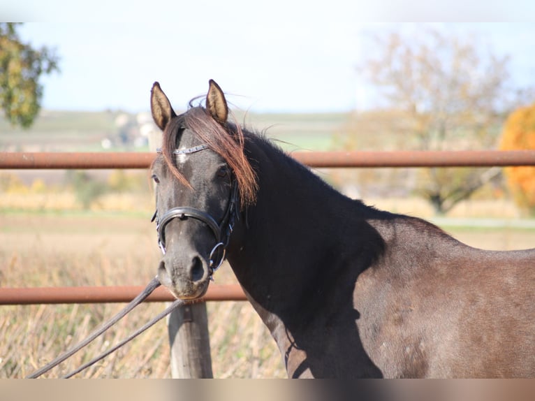Sella Italiano Mestizo Caballo castrado 3 años 140 cm Castaño oscuro in Hohenruppersdorf