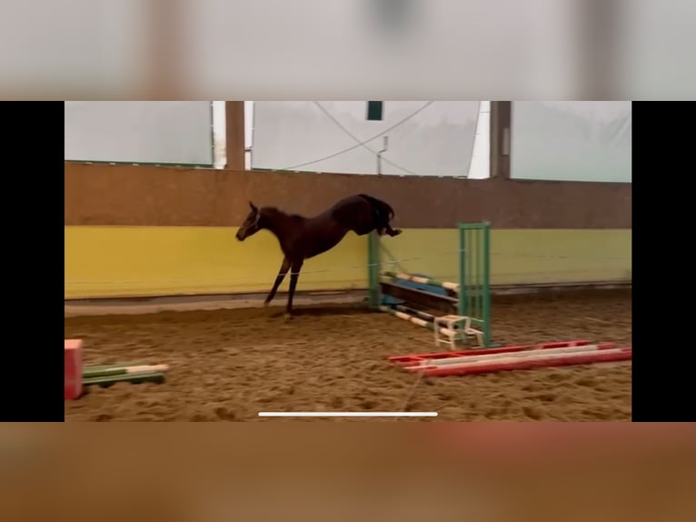 Sella Italiano Caballo castrado 3 años 161 cm Castaño oscuro in Como