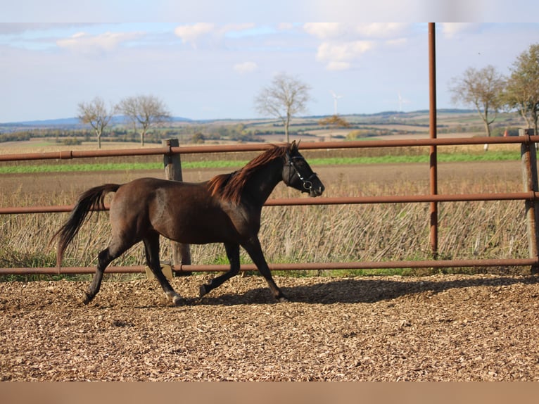 Sella Italiano Mestizo Caballo castrado 4 años 140 cm Castaño oscuro in Hohenruppersdorf
