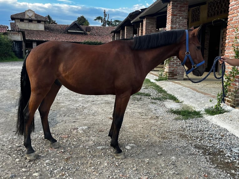 Sella Italiano Mestizo Caballo castrado 5 años 145 cm Castaño in Cisliano