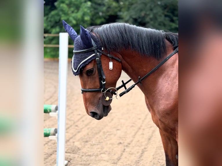 Sella Italiano Mestizo Caballo castrado 5 años 145 cm Castaño in Cisliano