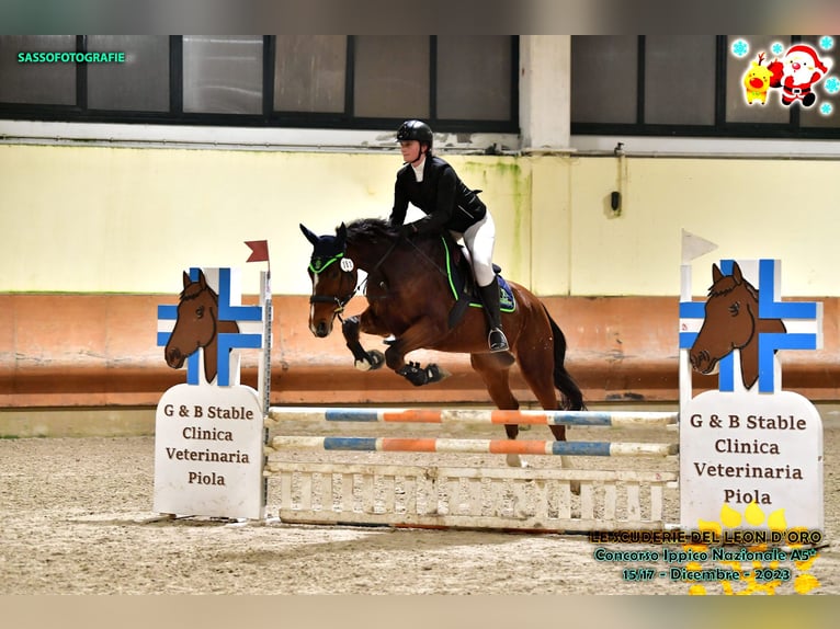 Sella Italiano Caballo castrado 6 años 170 cm Castaño in Milano