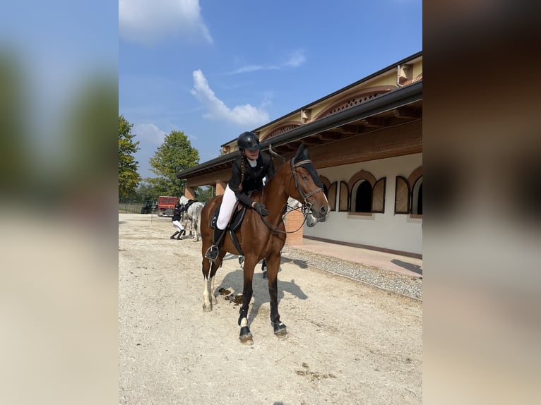 Sella Italiano Caballo castrado 6 años 170 cm Castaño in Milano