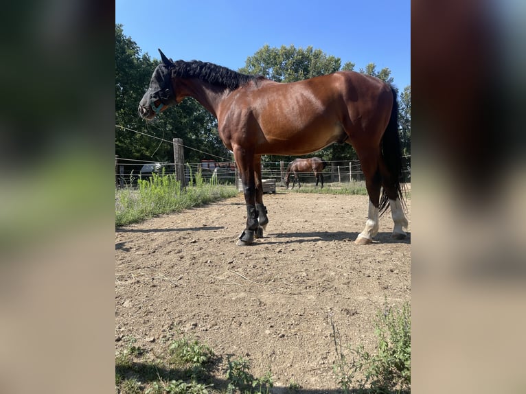 Sella Italiano Caballo castrado 6 años 170 cm Castaño in Milano