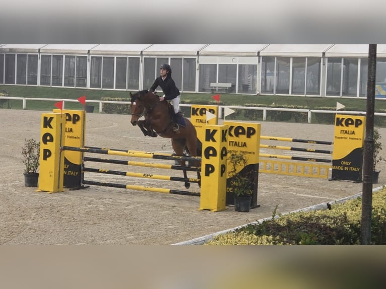 Sella Italiano Caballo castrado 6 años Castaño in Siena