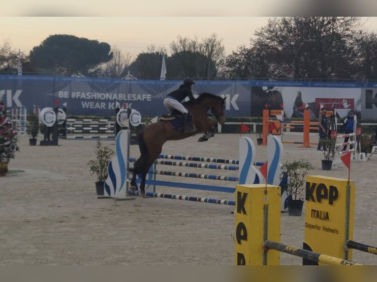 Sella Italiano Caballo castrado 6 años Castaño in Siena