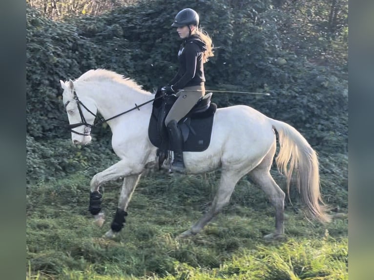 Sella Italiano Caballo castrado 7 años 157 cm Cremello in Oberhausen