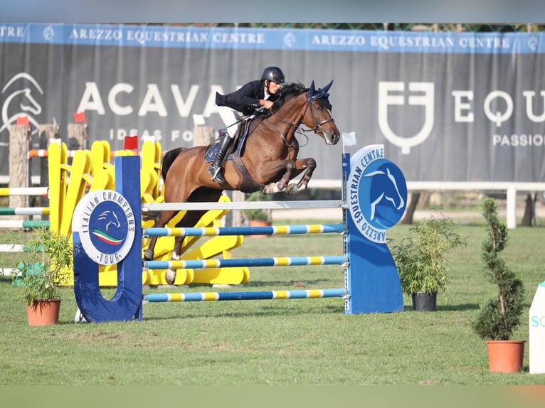 Sella Italiano Caballo castrado 7 años 163 cm Castaño in Boschetto