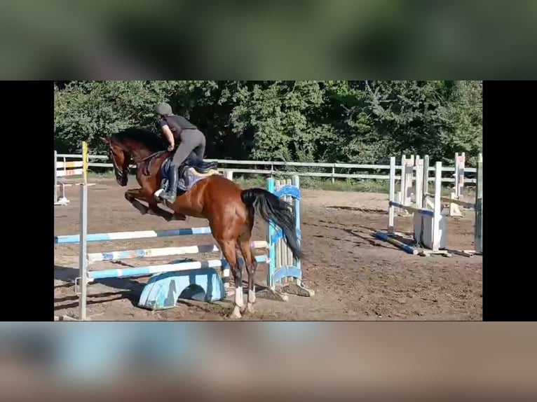 Sella Italiano Caballo castrado 7 años 170 cm Castaño rojizo in Cecina Marina