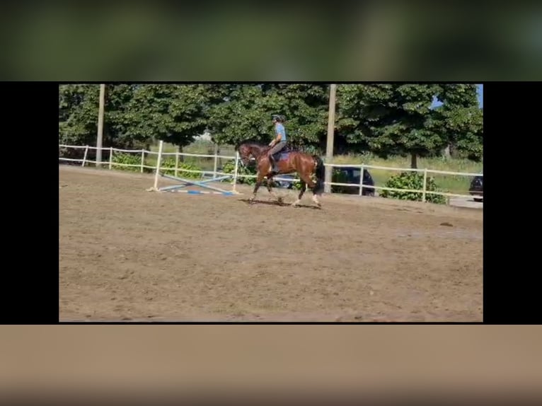 Sella Italiano Caballo castrado 7 años 170 cm Castaño rojizo in Cecina Marina