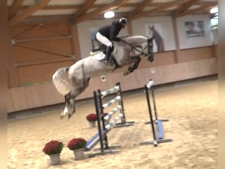 Sella Italiano Caballo castrado 7 años 172 cm Tordo in Bad D&#xFC;rrheim